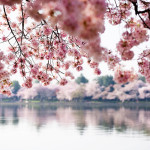 Washington Cherry Blossoms-500