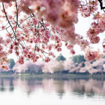 Washington Cherry Blossoms