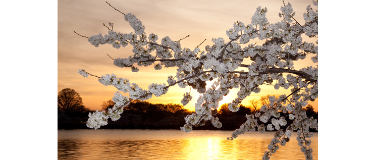 Washington Cherry Blossoms-New-1