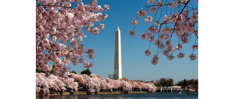 Washington Cherry Blossoms-New1